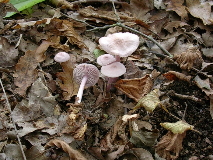 823 Ottobre vecchio ritrovamento